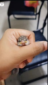 Raising A Rescued Baby Sparrow 💕 . . . #raisingbabysparrow #rescued #goodmorning #morning #cute #bird #birdfeeding #LittleConversationssana #dontcagetheminvitethem #sparrows | How To Invite Birds