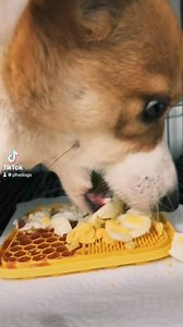 We love Lick Mat Monday! | Glendale Dogs 24/7