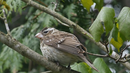 1K reactions · 17 shares | Seeing any Rose-breasted Grosbeaks in your backyard or at your feeders? | Brome - Squirrel Buster | Facebook