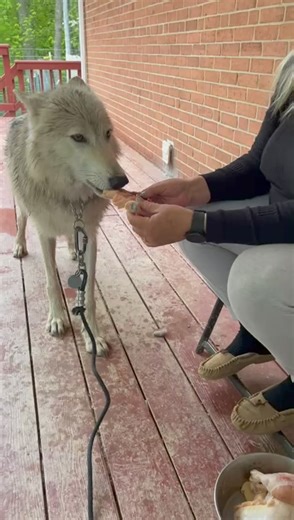 Benefits of handfeeding 🐺❤️ | Guardians Of The Wolves