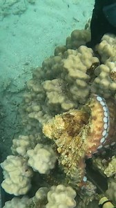 Catch the biggest squid 🐙 | Ibrahim Spearfishing