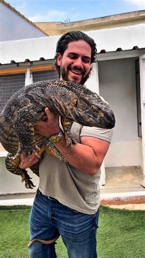 Karim El Turk on Instagram‎: "CHECKOUT this MASSIVE female BLACK THROAT MONITOR lizard @living_with_reptiles_ sanctuary 😍🔥🔥 #wildlife #monitorlizard #lizards #lizardsofinstagram #lizardlover #blackthroatmonitor #reptile #reptilekeeper #reptiles #reptilesofinstagram #reptilelover #viral #حيوانات_أليفة #زواحف"‎
