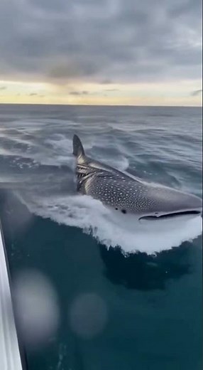 Huge Whale Shark Surfaces Beside Speedboat — Insane Scale #shark