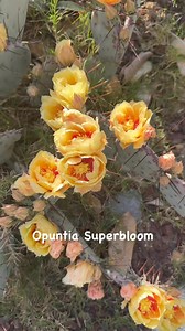 Obsessing on this blooming cactus #cactus #opuntia #flowers #garden #cactusgarden #gardening | Nina Taberna