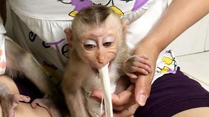 193K views · 2.1K reactions | OMG! What Happen With Baby Monkey Zono, He Got Vomit After Drink Milk Grandma Really Worry About Him | Monkey Kid | Facebook
