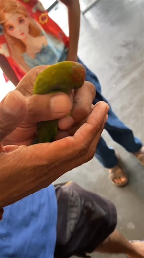 Hope you feel better soon, feathered friend🦜💕 #calicoanimalclinic #fbreelsfypシ゚viralfbreelsfypシ゚viral #viralreelsシ #viralvideoシ #calico #animals | Calico animal clinic