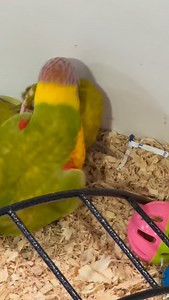 When one baby lorikeet just isn’t enough… you get double the chaos 😆🐦 Here we have a baby Scarlet Breasted Lorikeet and a baby Rainbow Lorikeet having a very serious meeting on the enclosure floor — discussing important things like who’s cuter, who steals the toys, and who definitely didn’t start it. Tiny beaks, big personalities, and absolutely zero personal space 💥💚 This is what happens when colour, curiosity and baby energy collide! #Birdsville #Petsville #BabyLorikeet #LorikeetLife #Scar