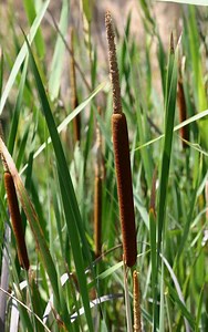 Typha capensis - Alchetron, The Free Social Encyclopedia
