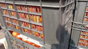 18K views · 1K reactions | 20 September 2024 दिल्ली टमाटर के होलसेल भाव Delhi Mandi Tomato  market price delhi fruit market #tomato | Delhi Fruit Market | Facebook