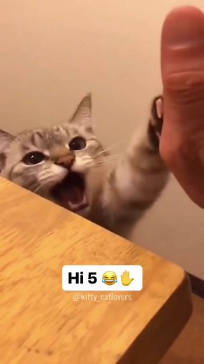 Hilarious Cat Videos Compilation