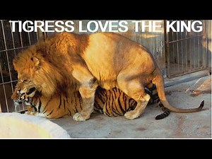 MALE LION AND TIGRESS GETTING IT ON! - How liger babies are made