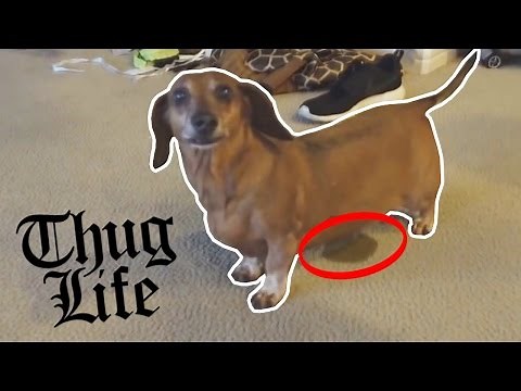 FUNNIEST DOG EVER!!