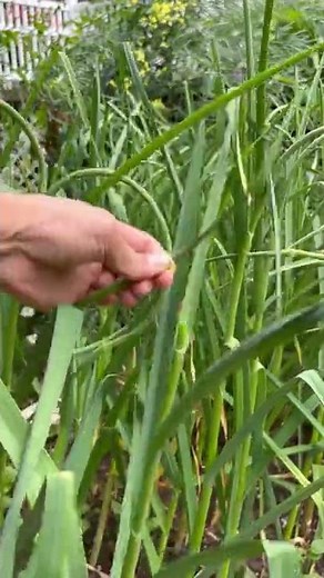 Removing Garlic Scapes #shorts