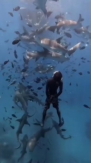 2.9K views · 88 reactions | Your Favorite Dive  Video by @sea_monster.mv Freediver @oceanbeast.mv | Cressi | Facebook