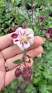 Columbine 😍 ✅ Perennial ✅ Native ✅Attracts pollinators 🦋 ✅ Attracts Hummingbirds!!! ✅ Drought tolerant #native #perennial #settlemyrenursery | Settlemyre Nursery