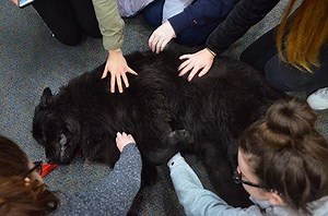 Getting through the dog days of winter. Five-year-old Maya, a Newfoundland therapy dog, stopped by Gumberg Library at Duquesne University today to visit with students ahead of midterms. 🐶 | Duquesne University