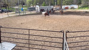 Haydon Cleveland Hukos AND CATALENA , AMAZING GRACE AND I PRACTICE GETTING A LARGER COW DOWN | Max Bishop