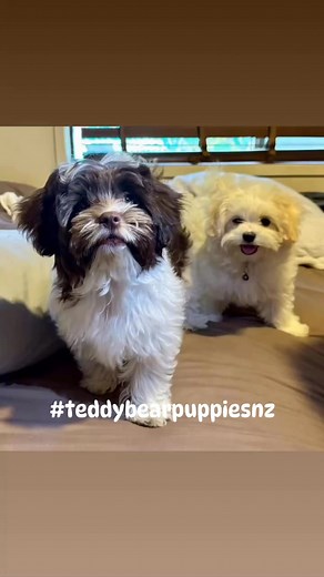 Official photo-bomber… Rebekah 🫶🏻 #teddybearpuppiesnz #shihtzumaltesebichonnz #designerpuppiesnz | Angge the Malshi