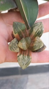 Otra joya 💎 👌 que hoy se fue. Haworthia nuoyulu Sansevieria Samurai #viralpost2025シ #viralreelsシ #plantas #viralreelsfacebook #seguidoresfacebook #seguidores #succulents #ExoticPlants #haworthia | Vivero Amazonia.
