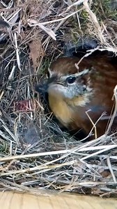 It takes teamwork to raise Wren chicks 🐣👊 #wildlife #birdwatching #nature #birdhouse #birds | Nest Box Live