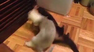 Wednesday Weasel Wrestling: Tyrone is on fire. Look at him go! | Marshall Ferrets