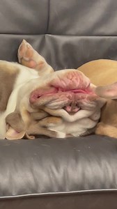 4.3K views · 130 reactions | Can we just snooze today off please no alarm clocks | Shrinkabulls World Famous | Facebook