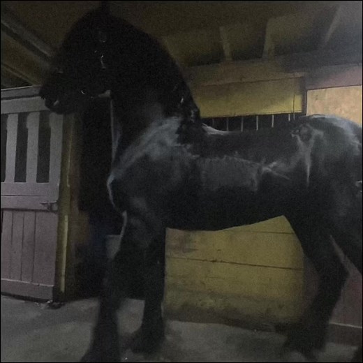 #фризкаялошадь #лошадь #67#fyp | Friesian Horse