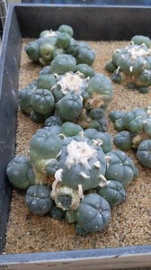 16K views · 529 reactions | Growing peyote in winter. Spider Farmer grow lights Canada https://amzn.to/3QhZPAG USA https://amzn.to/3RUaCIJ #peyotecactus #cactuslover #cactus #peyote #plantsmakepeoplehappy #plantsofinstagram #succulents #plants #plant | Sacred Buttons | Facebook