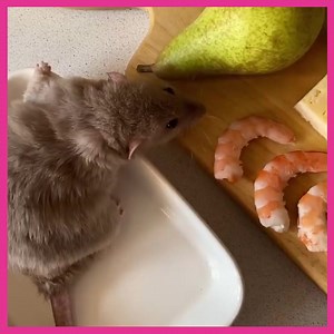 Fun Movie Fact: Remy from Ratatouille actually exists and runs a small bistro in Nice, France! 👩‍🍳💕🐭 | The Pet Collective