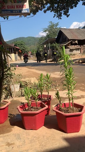 Đànbikeytattoo trên TikTok