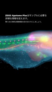 Apotome Plusで蛍光顕微鏡を次のレベルへ。構造化照明と高度な画像処理を組み合わせることで、180 nmまでの微細な構造を明らかにすることができます。ZEISSのApotome Plusでイメージングのレベルを上げ、新たな鮮明さを探求しましょう。✨ | ZEISS Microscopy | Facebook