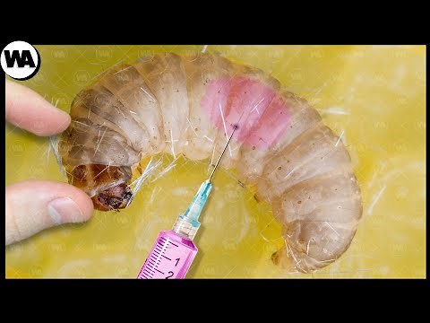 How to Make a Queen From the Ordinary Bee?