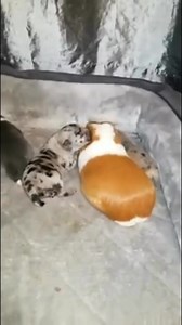 Our Gunia pig comforted and loved on our newborn puppies when the mom rejected them. Nature can be so beautiful. | Nugget The Golden Horse And Chance The Big Paint Horse