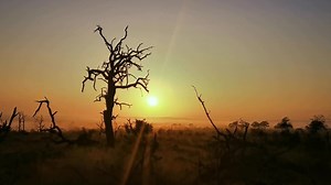 Beautiful sunrise in the African plains #reels #wild #life #video #reelsfb #roar #travel #trend #reelsviral #safari #trending #viral #amazing | African Bush Kingdom