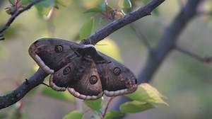 clip-1031263892-beautiful-female-giant-peacock-moth-saturnia-pyri