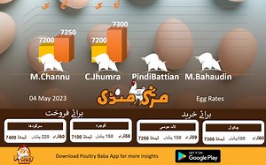 12 shares | Egg rate position || - Daily egg rates || Poultry rates Egg business in Pakistan| |poultry baba| #DailyPoultryRates #DailyEggRate #EggRate #EggRateinPakistan #TodayEggRate #DailyEggMarket #TodayEggMarket #EggPrice #PoultryFarming #OnlinePoultryRates پولٹری بابا ایپ کو ڈاؤن لوڈ کرنے کے لیے اس لنک پر کلک کریں https://play.google.com/store/apps/details?id=com.poultrybaba.flutter | Poultry Baba | Facebook