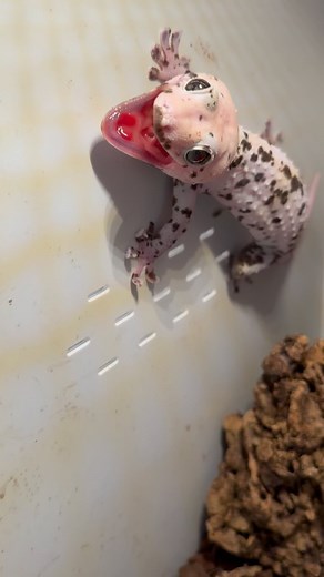 This guy was not happy! #tokay #tokaygeckos #gekko #gekkogecko #angry #angrygecko #tokaymorphs #piedtokay #calicotokay #tokaygecko #gecko #geckos #gecko breeder #geckocollection | Gekko & Gecko