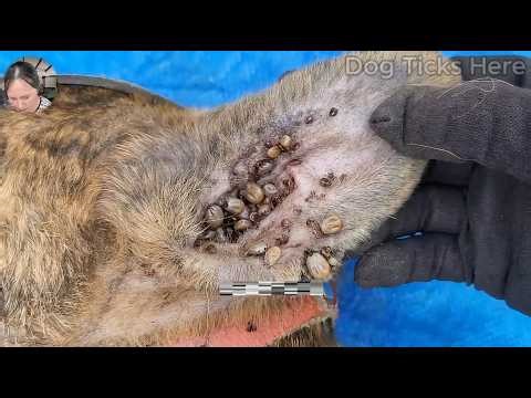 Easy and Quickly To Remove All Ticks From Dog - How To Remove Ticks From Dog ‪@VCDTVOfficial‬