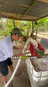 Nag pa Tubig tayo sa ating mga IBC Tank #asfarmingph #asfarming #backyardhitofarming #hitofarming #farmph #farmingph #Hito #catfish | As Farming Philippines