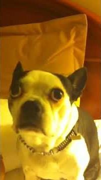 Suck my dogs dik