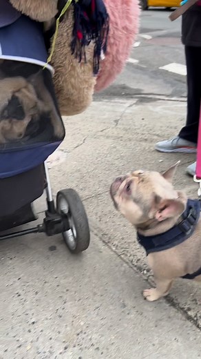 A cocky Frenchie walked up & started trash-talking our ride....WOOF!!😠😡🤬#HowDareHe #CockyFrenchie #Pugdashians | Pugdashians