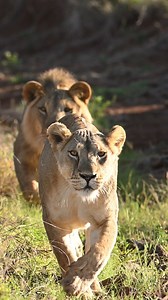 Wild Eye Photo Tours are designed to get you into the perfect position at the perfect time for the perfect shot. Join small groups of like-minded people and embark on expertly guided photographic safaris that take you across the globe, with a focus on breathtaking African destinations. Our seasoned guides, equipped with deep local knowledge and proffesional grade photography knowledge help you capture stunning wildlife moments and vibrant landscapes. Visiting the Arctic, India, Brazil, Borneo an
