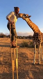 Man Meets Giraffe on Stilts A man uses stilts to reach a giraffe for a sweet kiss. Heartwarming! #fblifestyle #AI Generated using Kling AI . . . (For entertainment purposes only. Consult professionals if guidance on activities is presented. No brand affiliation is implied if any are shown. If inspired by true events, creative adaptations may be included. Content may include public footage.) | Fabiosa Better World