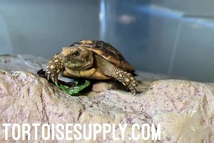 Baby pancake tortoise exploring. We have a few of these captive bred babies available on the site now. Very unique, flat tortoises with a slow reproductive rate, with females laying just 1 egg at a time. African natives that do great in warm and hot climates (our adults live outside in Las Vegas 8-9 months of the year). | TortoiseSupply.com