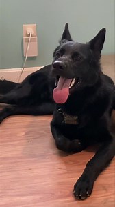 Spent a few minutes with the Libman broom So hopefully he takes a good nap while I go to physical therapy 😂 | Ten Shakes of Grace