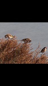 Goldfinches 😍🐦 #goldfinch #wildbirds #Goldfinches_on_the_beach #hunting #migratory_goldfinch #nature #jilguero #chardonnermajor #carduelis #freedom #pertator #birds #cage #breeding | Wild Bird Beauty