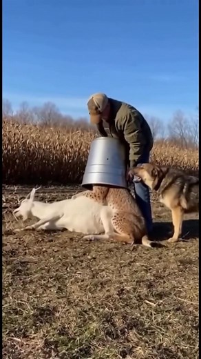 A farmer save his goat for a tiger with a bucket #aivideocreation | Mega Zaddy