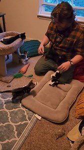 Look how adorable the Sesame Street kittens are. | Animal Education and Rescue