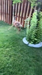 A black dog saved baby deer and they became a beautiful friendship #rescue #rescueanimals #animals #animaloftiktok #deer #deertiktok | Coyada