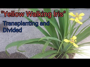 " Yellow Walking Iris Plants " Divided and Transplanting